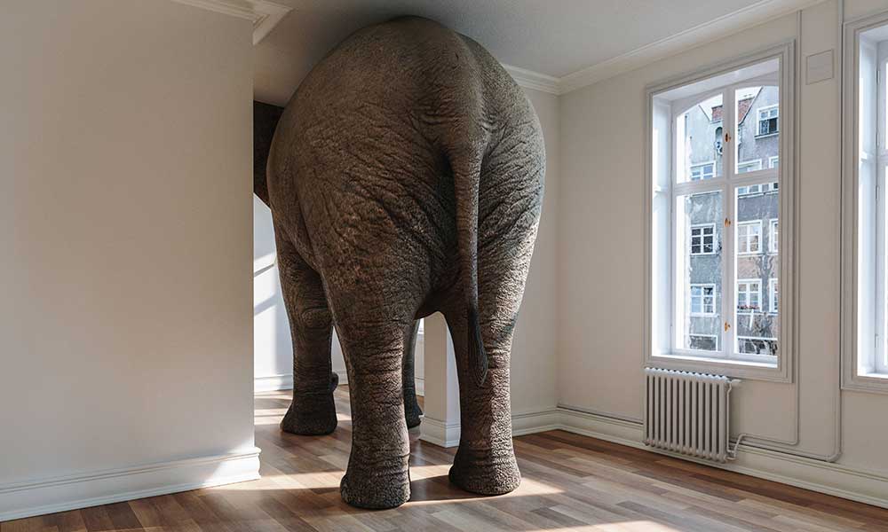 elefante en la habitacion jpg